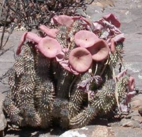 Hoodia plant grows in South AFrica