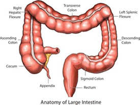 Picture of a colon