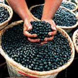 What are Acai berries